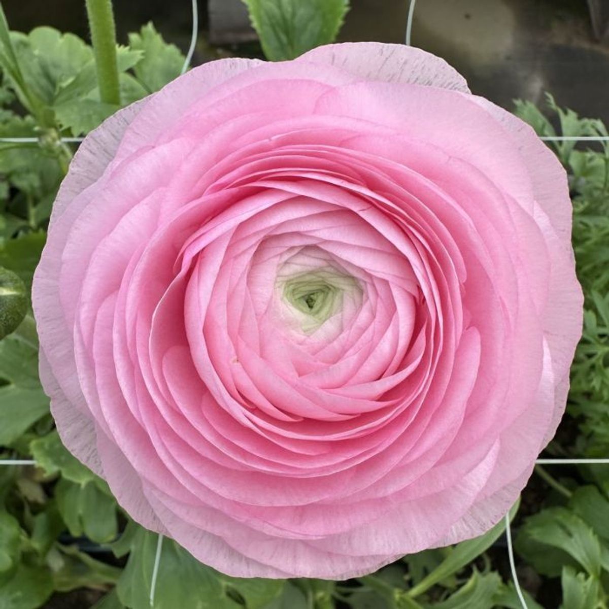 Ranunkel 'Elegance®  Rosa Chiaro' - Ranunculus, 7 stk.