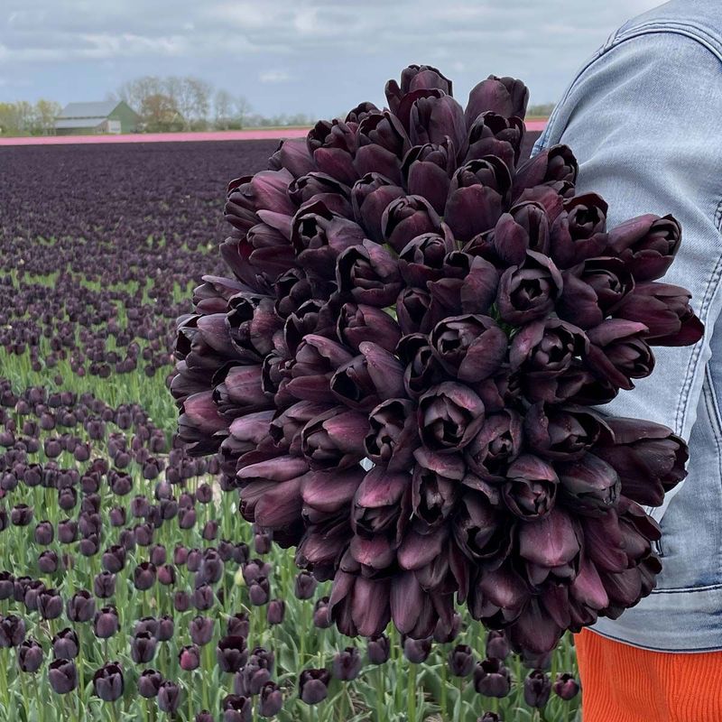 Tulipan 'Paul Scherer', triumph - 10 stk