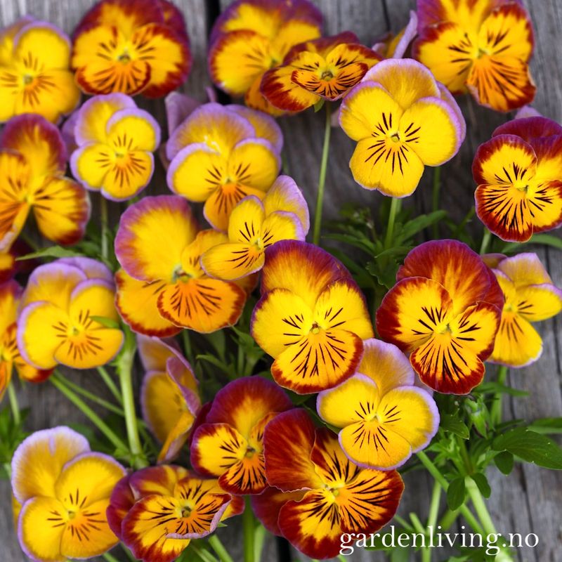 Stemorsblomst 'Ultima Radiance Mixed' - Viola x wittrockiana