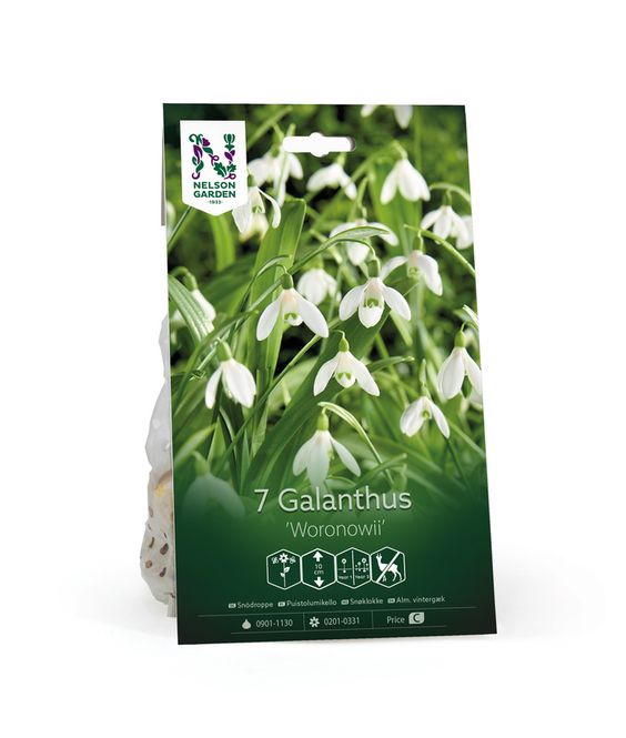 Hovedbilde Snøklokke - Galanthus woronowii -  7 stk