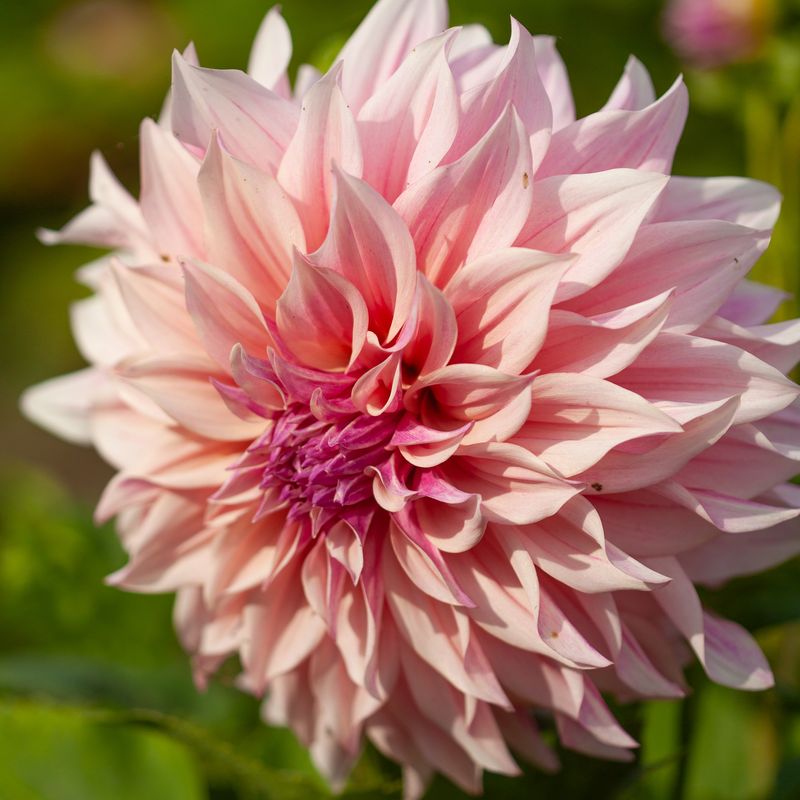Georgine 'Labyrinth' - Dahlia x cultorum, 1 stk.
