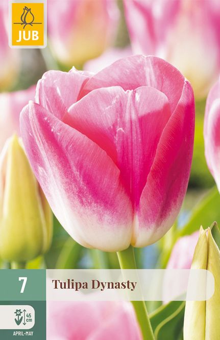 Hovedbilde Tulipan 'Dynasty, Triumphtulipan - 7 stk