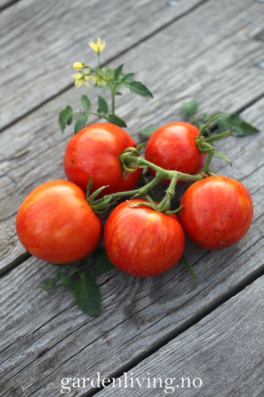 Frilandstomat 'Khudozhnik' - Solanum lycopersicum