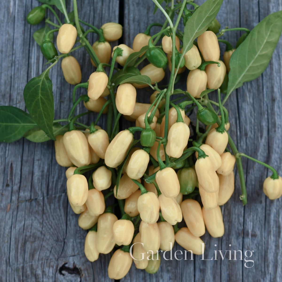 Chilipepper 'Habanero White' - Capsicum chinensis