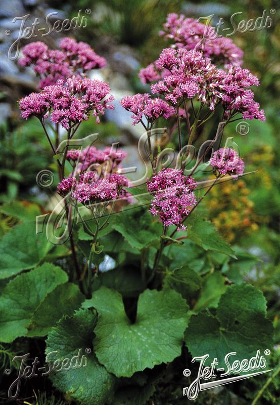 Alpeflokkel - Adenostyles alpina