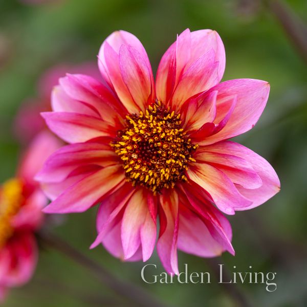 Hovedbilde Georgine 'Princess Nadine' - Dahlia x cultorum, 1 stk.