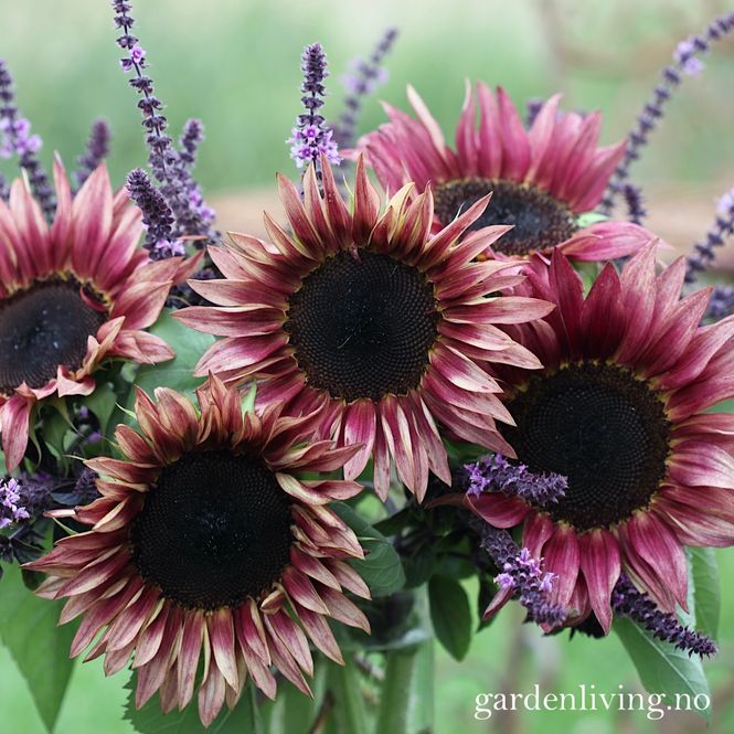 Hovedbilde Solsikke 'Pro Cut Plum' - Helianthus annuus