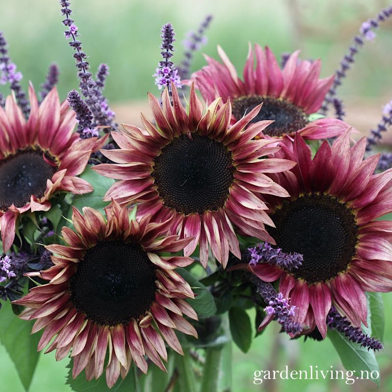 Solsikke 'Pro Cut Plum' - Helianthus annuus