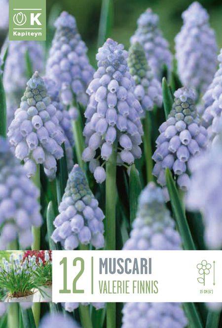 Hovedbilde Armeniaperleblomst ’Valerie Finnis’ - Muscari ...