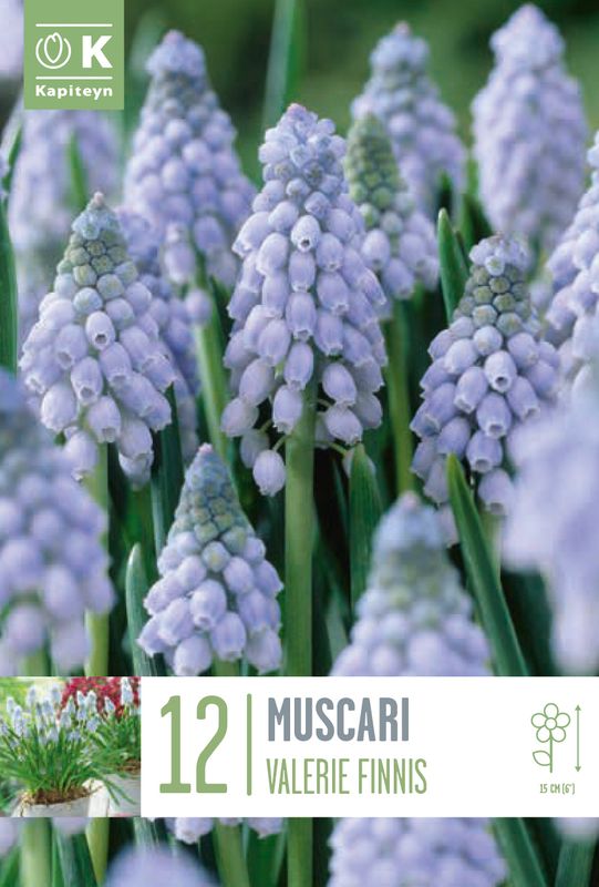 Armeniaperleblomst ’Valerie Finnis’ - Muscari armeniacum