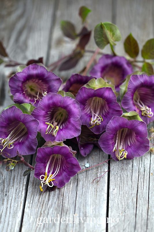 Klokkeranke - Cobaea scandens