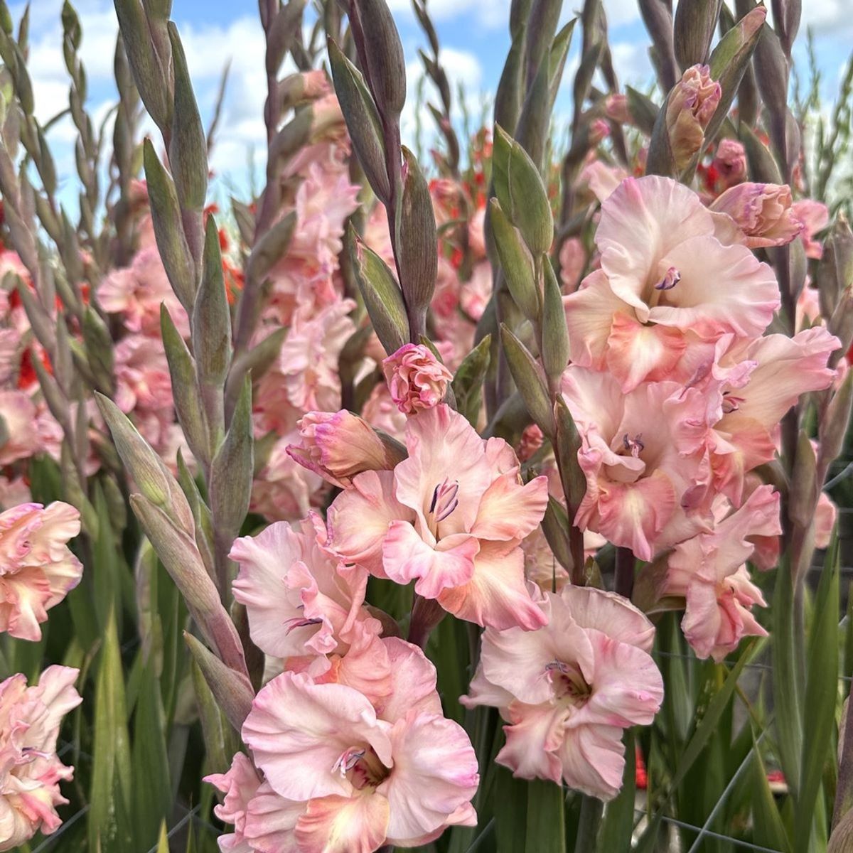 Gladiol 'Cherry Candy' - Gladiolus, 10 stk.
