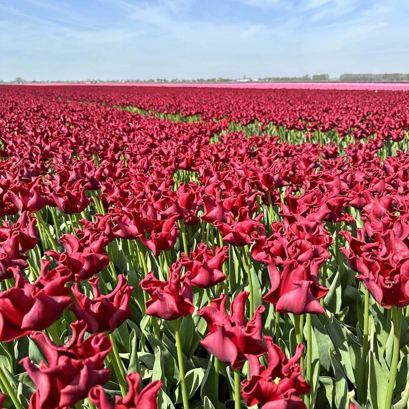 Tulipan 'Red Dress', sen enkel - 10 stk