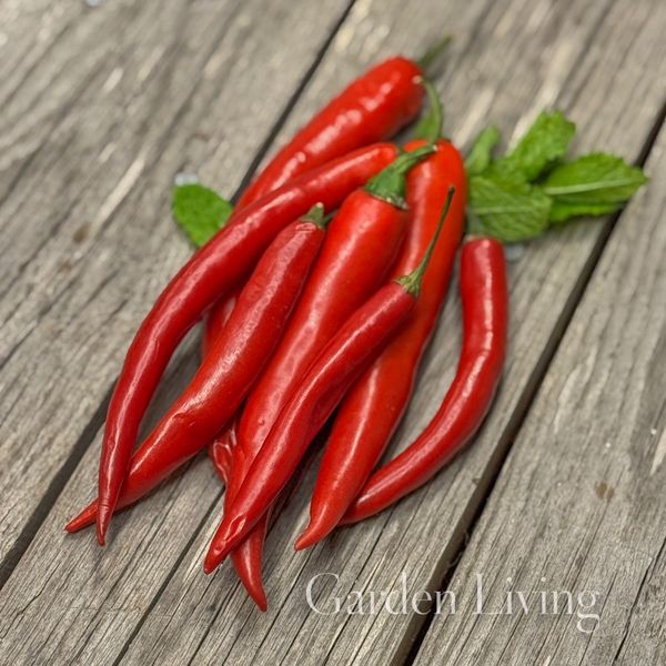 Hovedbilde Chilipepper 'De Cayenne' - Capsicum annuum