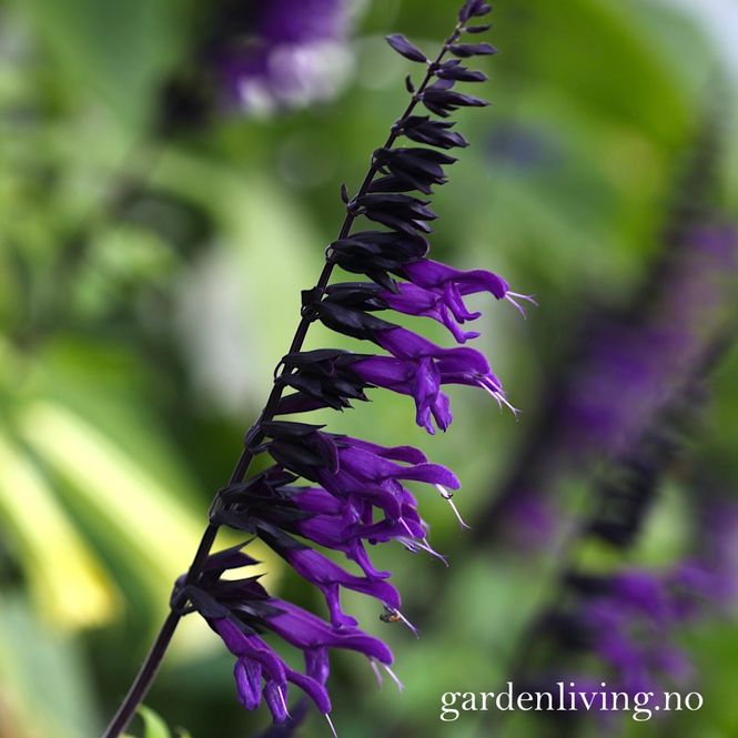 Hovedbilde Salvie 'Amistad' - Salvia 