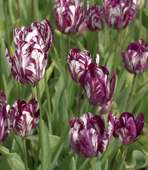 Hovedbilde Historisk tulipan 'Le Brun Broken’ - Tulipa - 1 stk