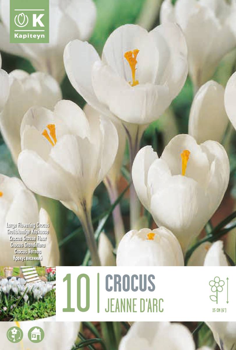 Storblomstret krokus 'Jeanne d'Arc' - Crocus - 10 stk