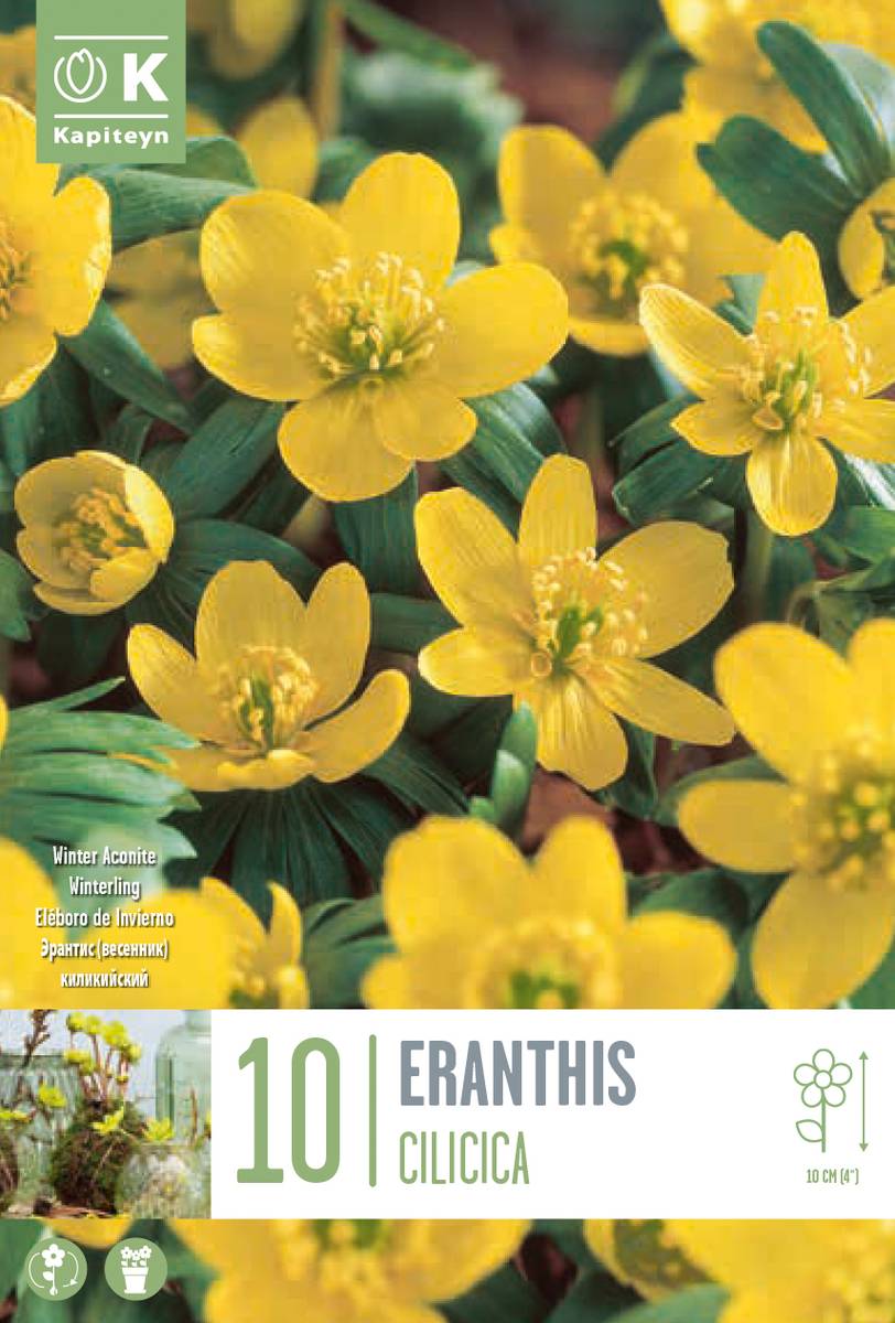 Småvinterblom - Eranthis cilicica - 10 stk