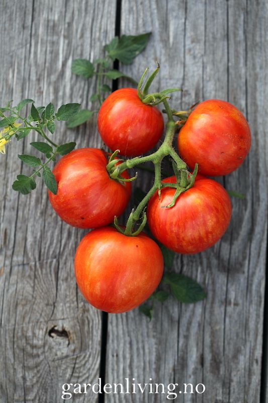 Frilandstomat 'Khudozhnik' - Solanum lycopersicum