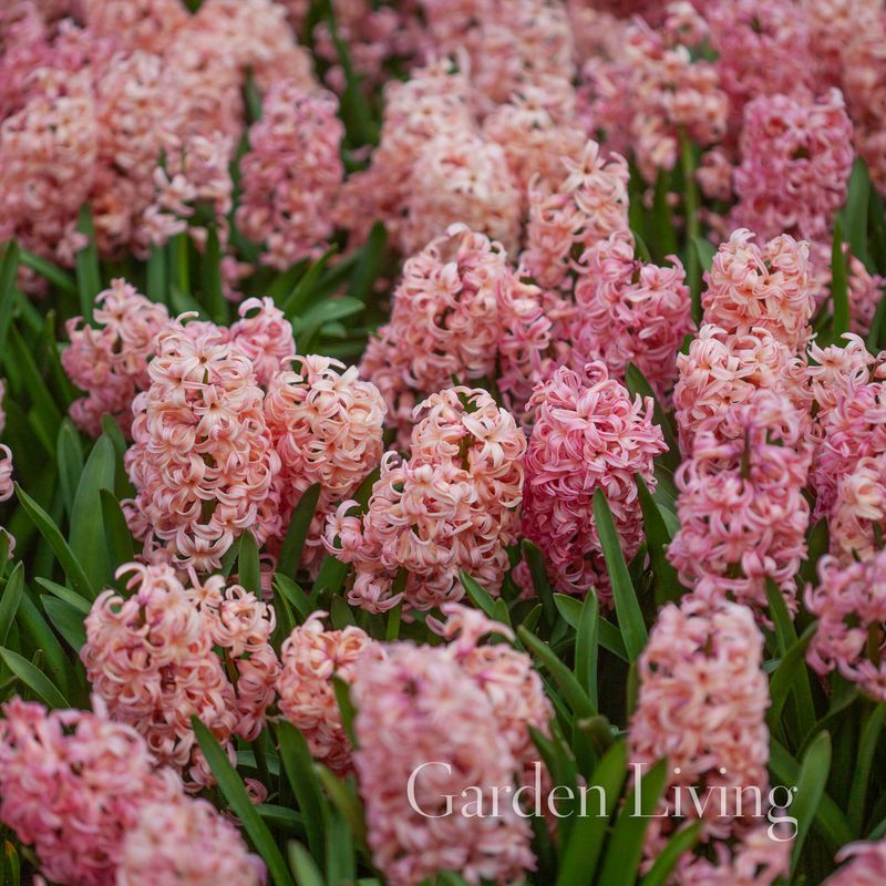 Svibel 'Bestseller' - Hyacinthus - 4 stk