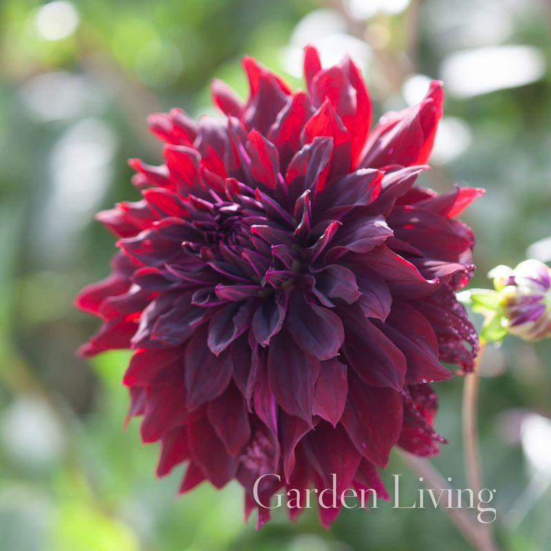 Georgine 'Rip City' - Dahlia x cultorum, 1 stk.