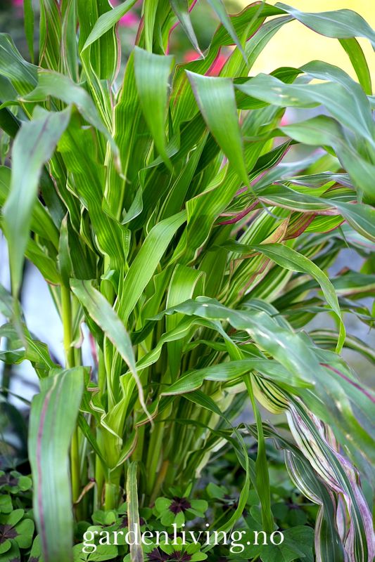 Prydmais 'Japonica Variegata' - Zea mays var. japonica