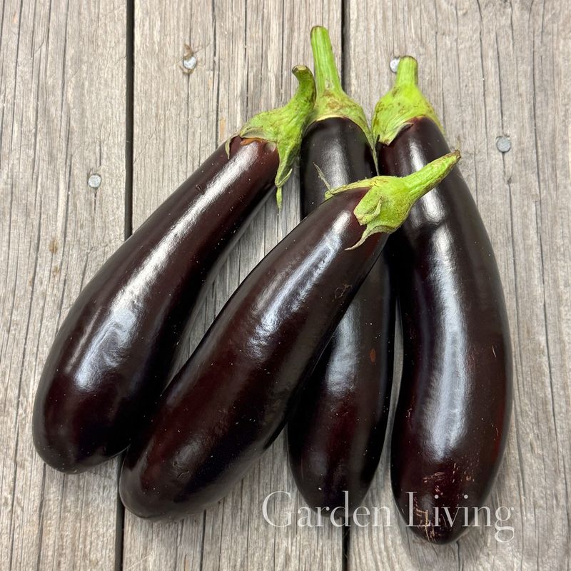 Aubergine 'Early Long Purple 2' - Solanum melongena