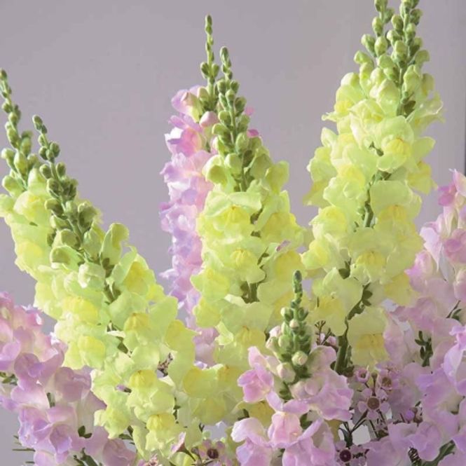 Hovedbilde Løvemunn 'Legend Sherbet Lemons' F1 - Antirrhinum majus
