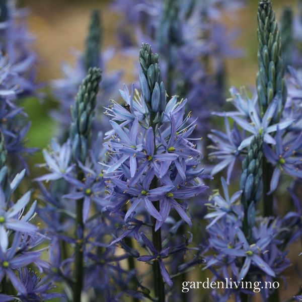 Hovedbilde Bjørnestjerne 'Blue Candle’ - Camassia lei. - 1 stk