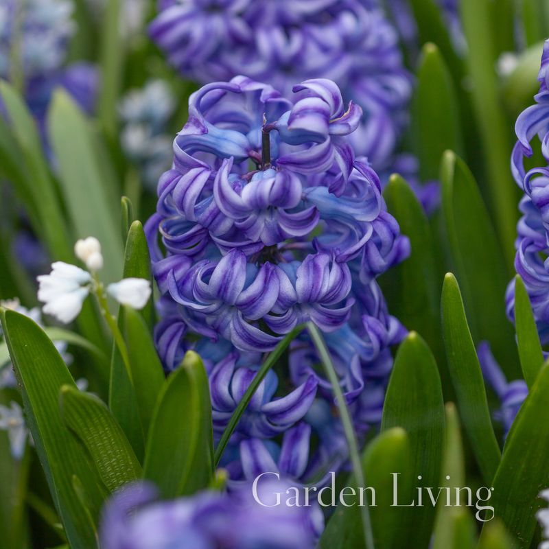 Svibel 'Aqua' - Hyacinthus - 5 stk