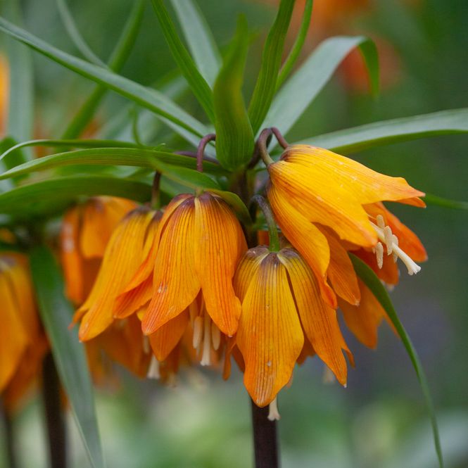 Hovedbilde Keiserkrone 'Orange Beauty' - Fritillaria imperialis - 1 ...