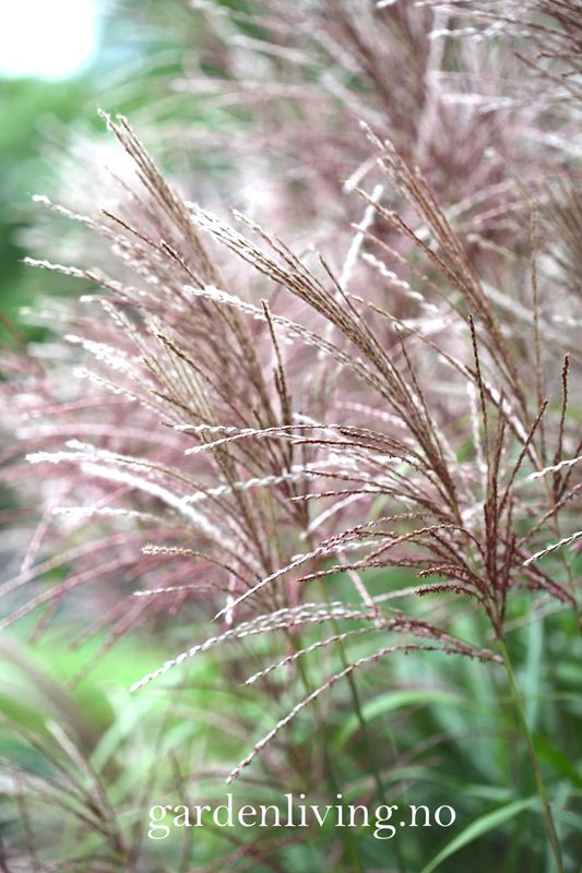 Silkekinagress 'Kleine Silberspinne' - Miscanthus sinensis 