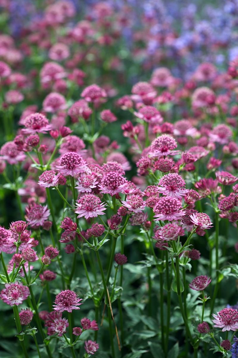 Storstjerneskjerm 'Roma' - Astrantia major