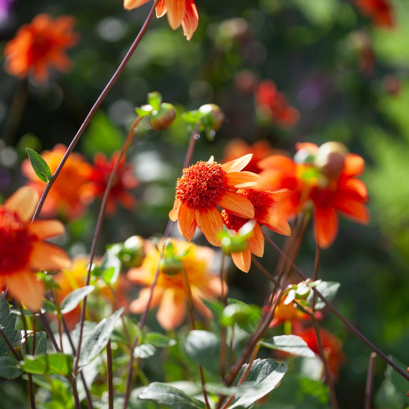Georgine 'Josie - Dahlia x cultorum, 1 stk.