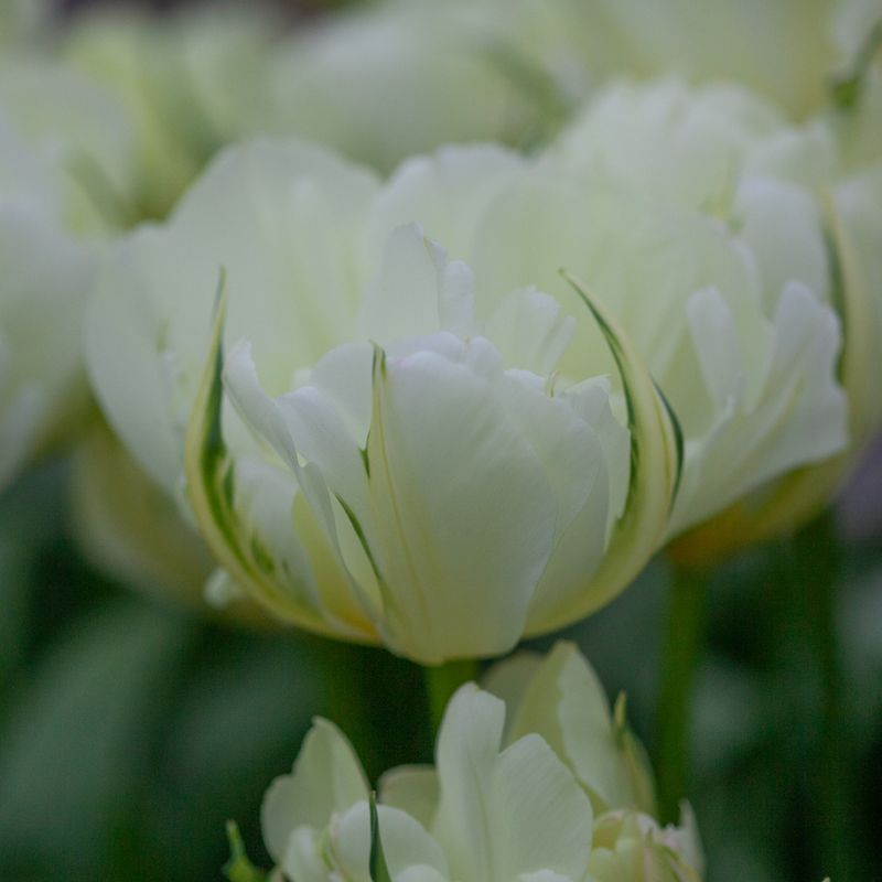 Tulipan 'White Valley’, Fosterianahybrid - 7 stk