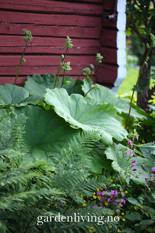 Skjoldbronseblad - Astilboides tabularis