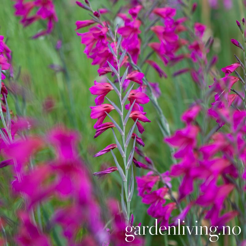 Bysantgladiol - Gladiolus byzantinus - 15 stk
