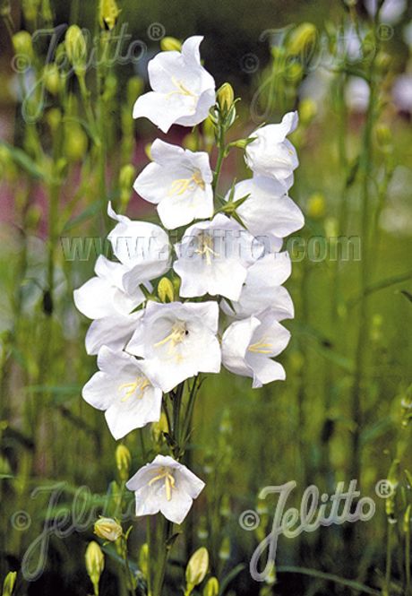 Hovedbilde Fagerklokke 'Grandiflora Alba' - Campanula persicifolia