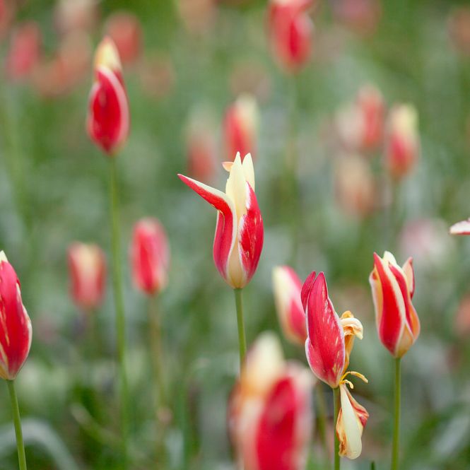 Hovedbilde Clusiustulipan 'Cynthia',  Tulipa clusiana  - 10 stk