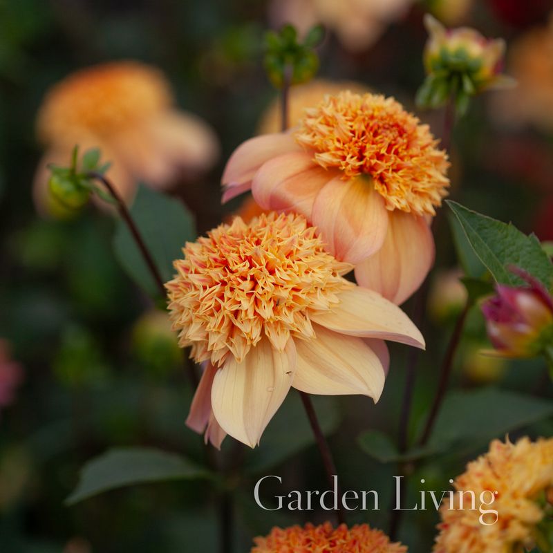Georgine 'Sandia Brocade' - Dahlia x cultorum, 1 stk.