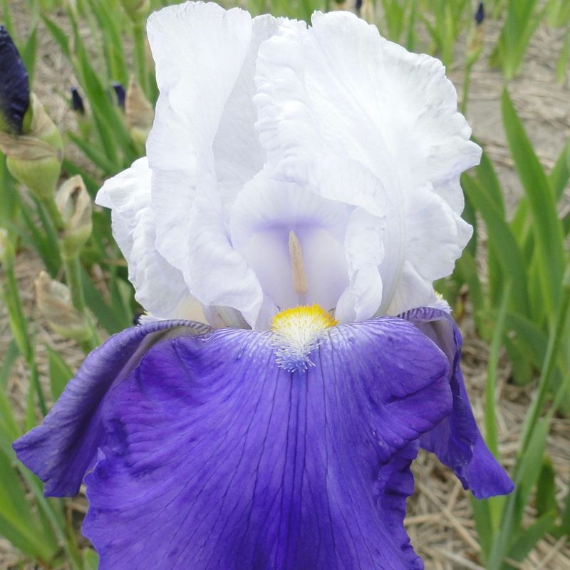 Hageiris 'Arpege' - Iris germanica