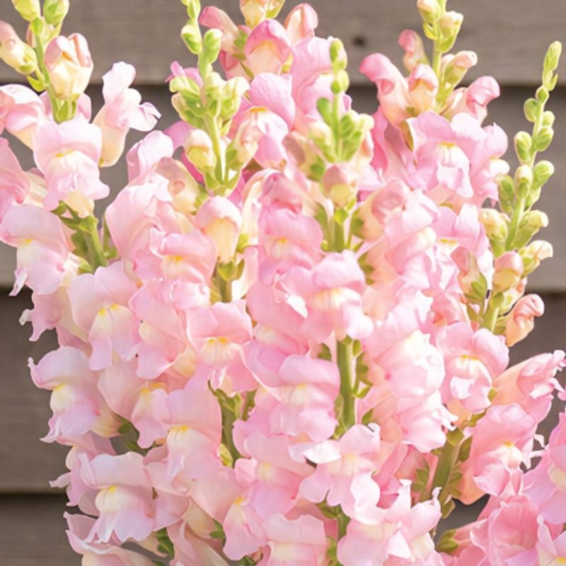 Løvemunn 'Costa Light Rose' F1 - Antirrhinum majus