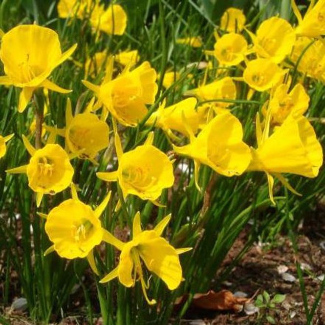 Hovedbilde Dvergnarsiss 'Golden bells' - Narcissus bulbocodium - 10 ...