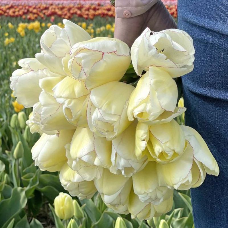 Tulipan 'Charlize' - 10 stk