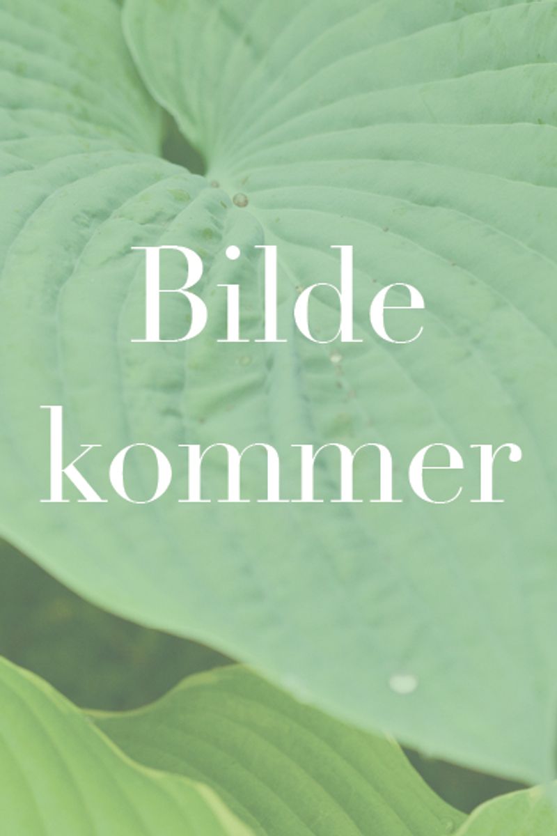 Gresskar 'Autumn Crown' - Cucurbita pepo