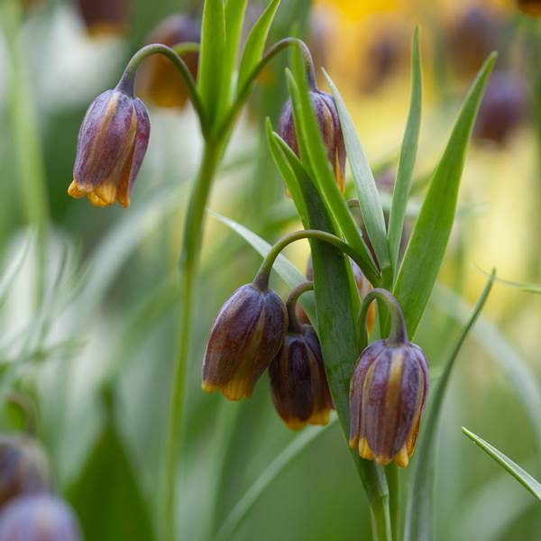 Hovedbilde Fritillaria uva-vulpis - 15 stk