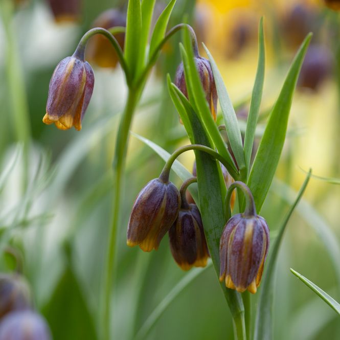 Hovedbilde Druehode - Fritillaria uva-vulpis 15 stk