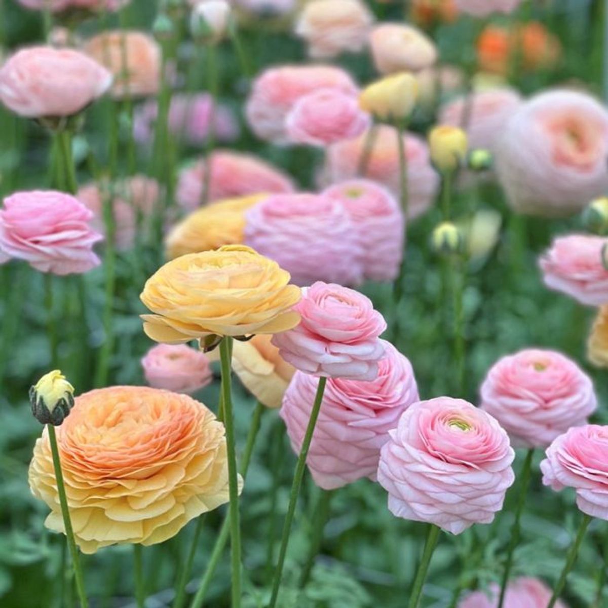 Ranunkel 'Elegance®  Pastello' - Ranunculus, 7 stk.