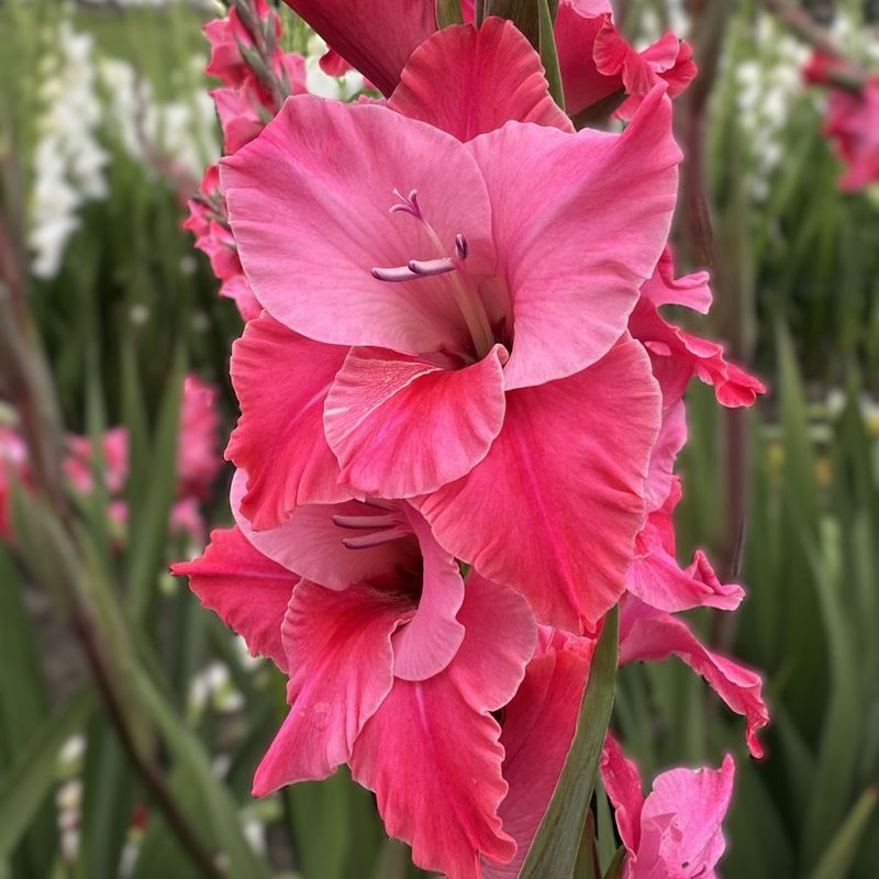 Gladiol 'Titanic' - Gladiolus, 10 stk.