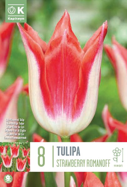 Hovedbilde Tulipan 'Strawberry Romanoff', Liljeblomstrende - 8 stk